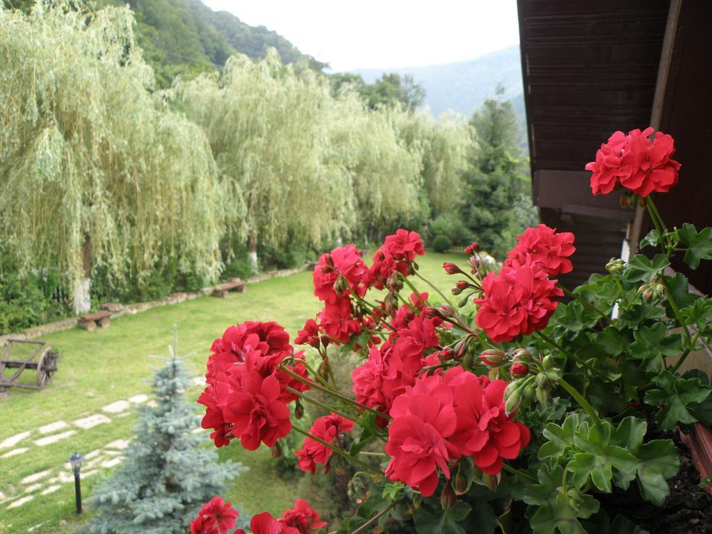 Pensiunea Dumbravita Otel Rîu de Mori Dış mekan fotoğraf